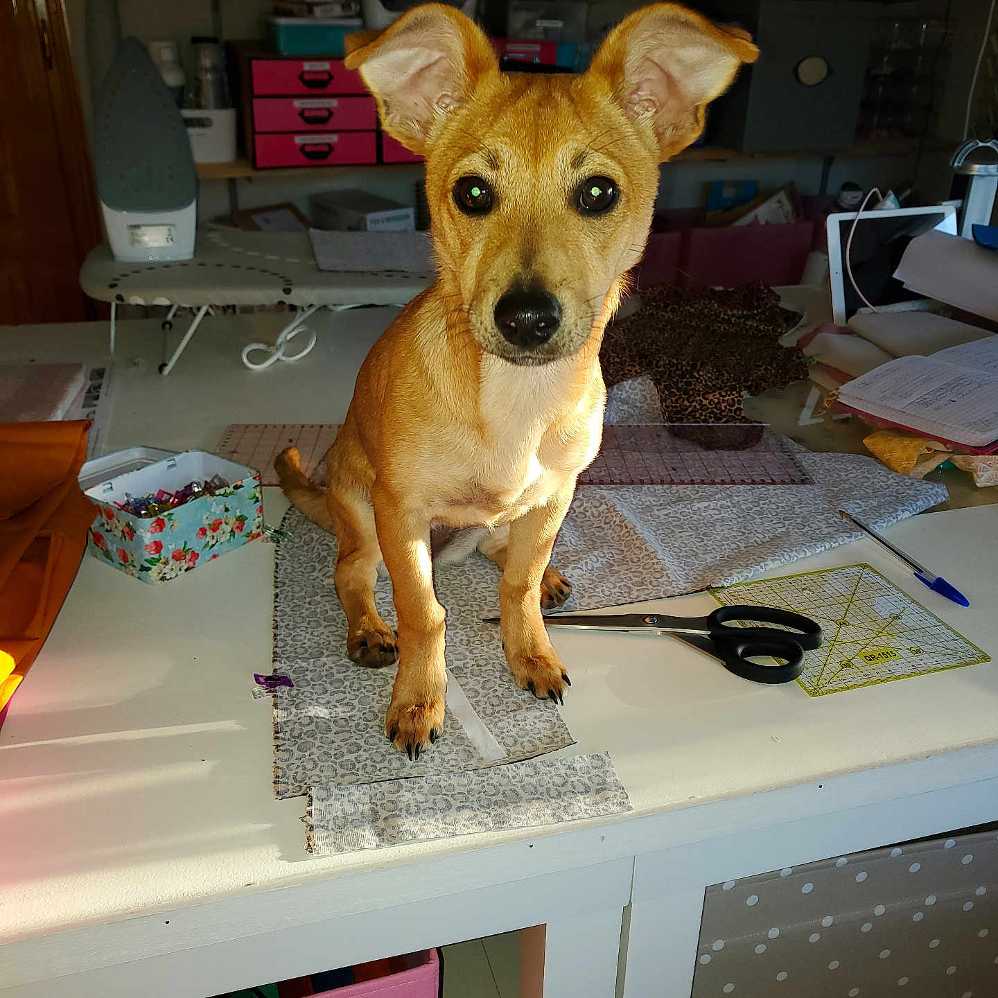 Sam
