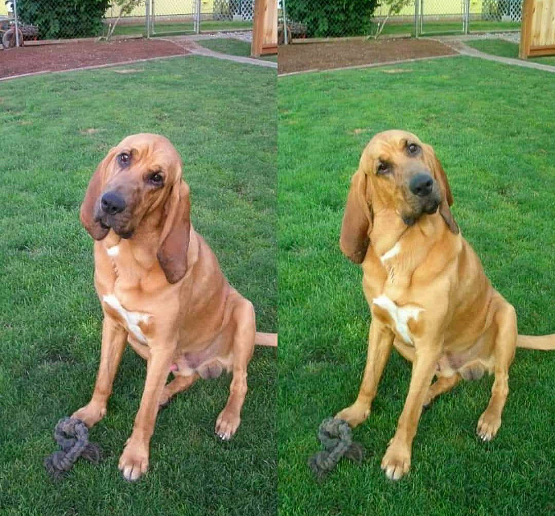 Scout is registered to the contest to win money with this photo: canidae, carnivore, chair, companion_dog, dog, dog_breed, fawn, grass, gun_dog, hardwood, hound, liver, plank, plant, sporting_group, tail, tree, wood, working_animal, working_dog