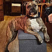 Harley Quinn is registered to the contest to win money with this photo: dog, brindle, pet, indoor, wood_floor, ottoman, furniture, collar, looking_at_camera, wood_paneling, desk, home, curious, calm, animal, mammal, domestic_animal, ears_up, front_paws, living_room
