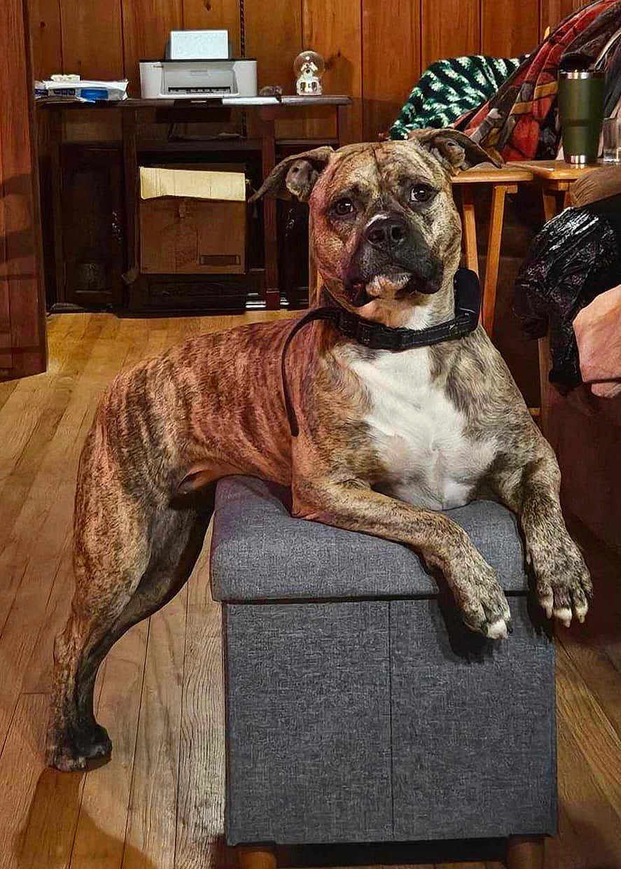 Harley Quinn is registered to the contest to win money with this photo: dog, brindle, pet, indoor, wood_floor, ottoman, furniture, collar, looking_at_camera, wood_paneling, desk, home, curious, calm, animal, mammal, domestic_animal, ears_up, front_paws, living_room