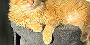 Monita participe au concours pour gagner de l'argent avec cette photo : animal, cat, comfortable, cute, domestic_cat, ears, feline, fluffy, fur, gray_cat_tree, indoor, mammal, orange_cat, paw, pet, relaxed, resting, sunlight, tail, whiskers