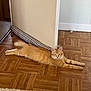 cat, orange_tabby, stretching, indoor, wooden_floor, parquet, draft_stopper, sleepy, pet, animal, feline, relaxed, home, flooring, domestic_cat, wall, cozy, cute, fur, whiskers