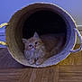 cat, orange_cat, fluffy_cat, basket, woven_basket, indoor, wooden_floor, pet, animal, feline, relaxed, cozy, home, flooring, cute, domestic_cat, fur, resting, blue_light, curious