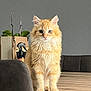 cat, orange_cat, fluffy, pet, table, indoor, plant, potted_plant, chair, wooden_table, furniture, home, curious, sitting, looking, animal, domestic_cat, feline, cozy, interior