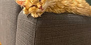 Monita participe au concours pour gagner de l'argent avec cette photo : cat, orange_cat, fluffy_cat, sleepy, relaxed, couch, gray_couch, armrest, indoor, wooden_floor, cushion, pet, feline, fur, whiskers, ears, resting, domestic_animal, cozy, closeup
