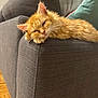 cat, orange_cat, fluffy_cat, sleepy, relaxed, couch, gray_couch, armrest, indoor, wooden_floor, cushion, pet, feline, fur, whiskers, ears, resting, domestic_animal, cozy, closeup