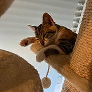 Tigresse participe au concours pour gagner de l'argent avec cette photo : cat, kitten, tabby, cat_tree, paw, toy, rope_ball, indoor, pet, feline, stretching, relaxed, plush, fur, whiskers, ear, window, daylight, animal, sleepy