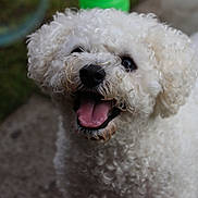 Marley joined the competition — help win amazing prizes! dog, white, curly_fur, pet, animal, tongue_out, happy, outdoor, close_up, cute, smiling, fur, canine, mammal, playful, companion, friendly, looking_up, mouth_open, joyful