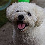 dog, white, curly_fur, pet, animal, tongue_out, happy, outdoor, close_up, cute, smiling, fur, canine, mammal, playful, companion, friendly, looking_up, mouth_open, joyful