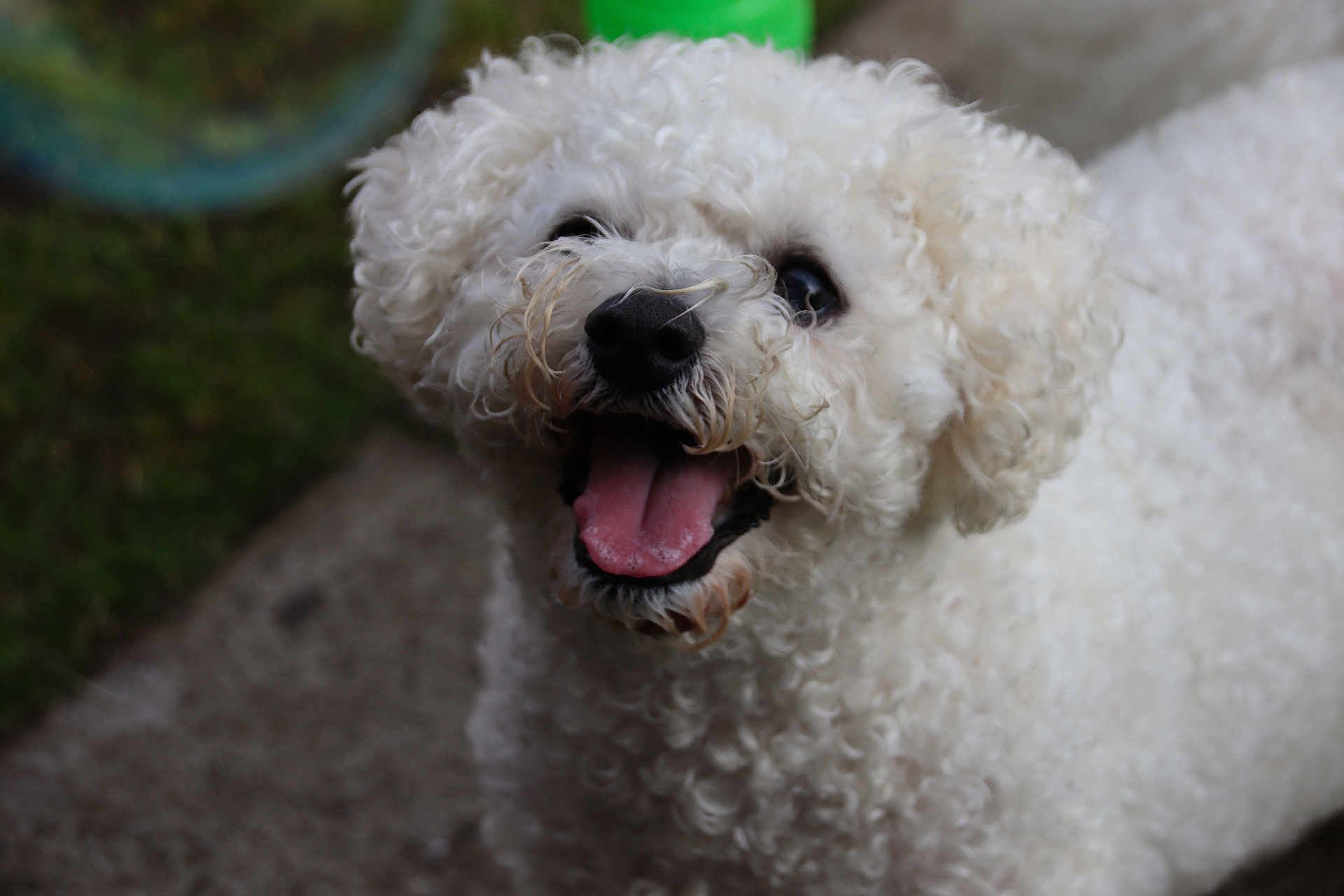 Marley joined the competition — help win amazing prizes! dog, white, curly_fur, pet, animal, tongue_out, happy, outdoor, close_up, cute, smiling, fur, canine, mammal, playful, companion, friendly, looking_up, mouth_open, joyful