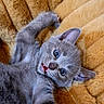 animal, bed, cat, closeup, cushion, cute, expression, feline, fur, gray_cat, indoors, kitten, paw, pet, playful, plush, relaxing, soft, stretching, wide_eyes