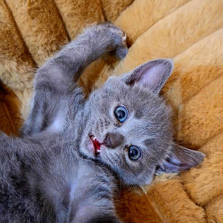 Baÿä participe au concours pour gagner de l'argent avec cette photo : animal, bed, cat, closeup, cushion, cute, expression, feline, fur, gray_cat, indoors, kitten, paw, pet, playful, plush, relaxing, soft, stretching, wide_eyes