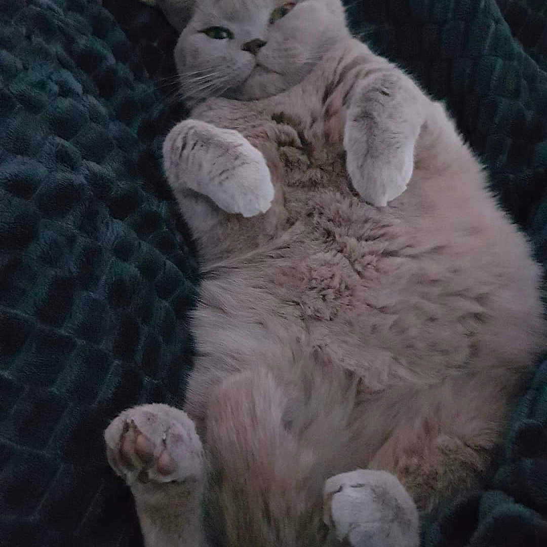 Lily participe au concours pour gagner de l'argent avec cette photo : animal, blanket, cat, close_up, cozy, cute, feline, fluffy, fur, gray_cat, indoor, lying_down, mammal, paws, pet, relaxed, resting, sleepy, texture, whiskers
