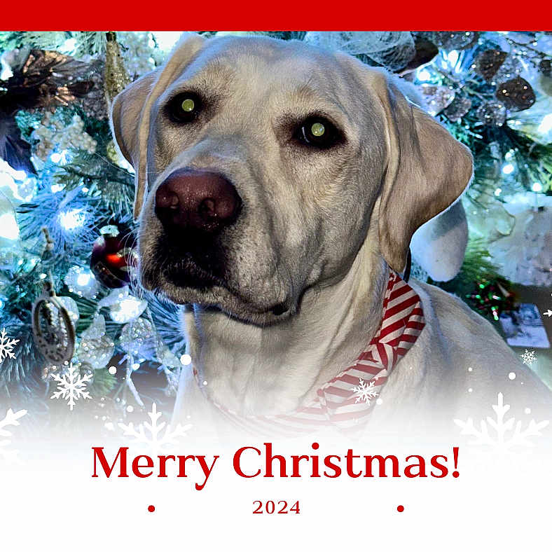 Vinnie is registered to the contest to win money with this photo: animal, boxer, bulldog, canine, christmas, christmasdecorations, christmastree, dog, envelope, festival, greetingcard, hound, ice, labradorretriever, mail, nature, outdoors, pet, snow, whitedog