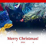 Creed is registered to the contest to win money with this photo: accessories, animal, art, blackcat, cat, envelope, flag, flower, graphics, greetingcard, kitten, mail, manx, nature, ornament, outdoors, pattern, pet, plant, tree