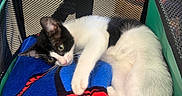 Georgie joined the competition — help win amazing prizes! animal, black_and_white, blanket, blue, cat, closeup, eyes, green, indoors, kitten, lying_down, mesh_carrier, paws, pet, pet_carrier, red, relaxed, superhero_blanket, tail, whiskers
