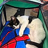 animal, black_and_white, blanket, blue, cat, closeup, eyes, green, indoors, kitten, lying_down, mesh_carrier, paws, pet, pet_carrier, red, relaxed, superhero_blanket, tail, whiskers