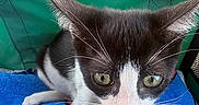 Georgie is registered to the contest to win money with this photo: cat, black_and_white, feline, pet, animal, whiskers, green_eyes, pointed_ears, short_hair, close_up, portrait, travel_bag, carrier, fabric, blue_blanket, green_background, human_hand, finger, outdoor, funny