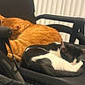 Georgie is registered to the contest to win money with this photo: cats, orange_cat, black_and_white_cat, sleeping, sleepy, pets, animal, indoor, office_chair, chair, cozy, nap, resting, fur, tuxedo_cat, curled_up, relaxed, home, photography, companionship