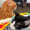 Georgie joined the competition — help win amazing prizes! cat, cats, orange_tabby, black_and_white_cat, kitten, feline, pets, animal, indoor, home, bed, blanket, colorful_blanket, relaxed, lying_down, sitting, profile, whiskers, fur, cozy