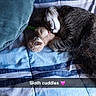 cat, tabby_cat, plush_toy, sloth_toy, bedspread, striped_bedspread, blue_bedspread, pillow, green_pillow, sleeping_cat, cuddling, indoor, cozy, pet, animal, resting, soft_toy, closeup, cute, text_overlay
