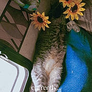 Spam joined the competition — help win amazing prizes! animal, artificial_flowers, blue_blanket, cat, comfort, cozy, feline, fur, home, indoor, laying_down, natural_light, paws, pet, relaxed, resting, sleeping, sunflowers, tabby, window