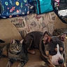 cat, dog, couch, indoor, pet, tabby_cat, pitbull, animal, furniture, relaxed, companion, domestic, pets_together, window, bags, curtain, resting, living_room, cozy, side_by_side