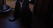 Marley joined the competition — help win amazing prizes! cat, cats, silhouette, window, door, indoor, pet, animal, floor, bowl, vegetables, gourds, light, shadow, vehicle, outside, looking, side_by_side, quiet, home