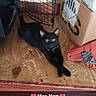 Marley is registered to the contest to win money with this photo: alert, animal, black_cat, cardboard_box, cat, collar, curious, cute, domestic, eyes, fabric, feline, fur, home, household_items, indoor, pet, relaxed, resting, wooden_surface
