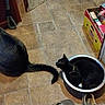 Marley is registered to the contest to win money with this photo: cat, gray_cat, black_cat, floor, tile_floor, metal_bowl, indoor, door, glass_door, box, food_box, can, collar, tail, pet, domestic_animal, curious, cozy, kitchen, shoe