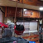Marley joined the competition — help win amazing prizes! cat, black_cat, helmet, cage, indoor, wooden_cabinets, blue_bag, shoes, floor, window_blinds, hanging, pet, animal, curious, resting, furniture, container, sitting, leather_strap, room