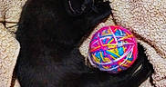 Marley is registered to the contest to win money with this photo: animal, black_cat, blanket, cat, colorful, comfort, cozy, cute, domestic_animal, feline, fur, indoor, nap, pet, playful, relaxation, resting, sleeping_cat, soft_texture, yarn_ball