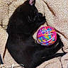 Marley is registered to the contest to win money with this photo: black_cat, sleeping_cat, cat, yarn_ball, blanket, cozy, pet, indoor, cute, resting, feline, soft_texture, colorful, relaxation, domestic_animal, fur, animal, playful, nap, comfort