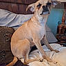 Nina joined the competition — help win amazing prizes! dog, tan_dog, small_dog, pet, indoor, bed, pillow, blanket, wooden_headboard, lamp, furniture, cozy, resting, animal, sitting, fur, ears, tail, expression, home