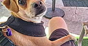 Nina is registered to the contest to win money with this photo: dog, pet, small_dog, tan_dog, harness, outdoor, patio, person, lap, paw, chair, table, plant, concrete_floor, leisure, relaxation, sunlight, closeup, companion, affection
