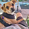 dog, pet, small_dog, tan_dog, harness, outdoor, patio, person, lap, paw, chair, table, plant, concrete_floor, leisure, relaxation, sunlight, closeup, companion, affection