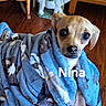 Nina is registered to the contest to win money with this photo: dog, small_dog, blanket, blue_blanket, wrapped, wide_eyes, indoor, wood_floor, furniture, cute, pet, cozy, snuggled, portrait, animal, brown_dog, face, looking, home, adorable