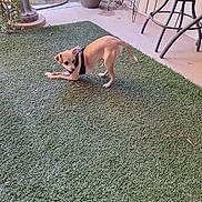 Nina is registered to the contest to win money with this photo: dog, small_dog, tan_dog, harness, artificial_grass, patio, outdoor, planter, stool, curious, crouching, concrete_floor, garden, playful, pet, animal, side_view, leisure, daylight, backyard