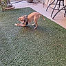 dog, small_dog, tan_dog, harness, artificial_grass, patio, outdoor, planter, stool, curious, crouching, concrete_floor, garden, playful, pet, animal, side_view, leisure, daylight, backyard