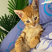 Nanou a rejoint le concours — aidez-le/la à gagner de superbes lots ! kitten, cat, orange_tabby, pet, animal, cute, relaxed, blanket, purple_blanket, indoor, feline, young_cat, green_plants, leafy_background, cozy, resting, small_animal, domestic_cat, fur, curious