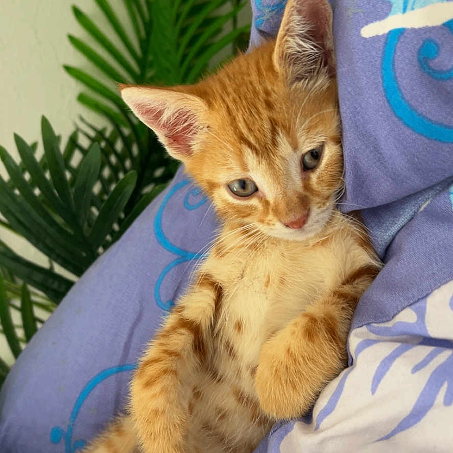 Nanou a rejoint le concours — aidez-le/la à gagner de superbes lots ! kitten, cat, orange_tabby, pet, animal, cute, relaxed, blanket, purple_blanket, indoor, feline, young_cat, green_plants, leafy_background, cozy, resting, small_animal, domestic_cat, fur, curious