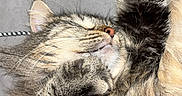 Naya a rejoint le concours — aidez-le/la à gagner de superbes lots ! cat, tabby, sleeping, paw, fur, cozy, relaxed, pet, animal, closeup, whiskers, face, nose, indoor, cute, domestic, feline, resting, soft, comfort