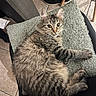 cat, tabby, fluffy, cushion, chair, indoor, tile_floor, pet, feline, relaxed, curious, whiskers, paw, fur, domestic_animal, home, cozy, looking_at_camera, sitting, animal