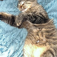 Naya participe au concours pour gagner de l'argent avec cette photo : cat, tabby, sleeping, relaxed, feline, pet, animal, fur, whiskers, paws, blanket, blue, cozy, indoors, resting, cute, domestic, companion, fluffy, soft