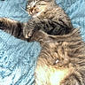 cat, tabby, sleeping, relaxed, feline, pet, animal, fur, whiskers, paws, blanket, blue, cozy, indoors, resting, cute, domestic, companion, fluffy, soft