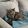cat, tabby, sofa, couch, blanket, indoor, furniture, pet, animal, relaxed, home, domestic, gray, blue, wooden_desk, chair, cabinet, cozy, resting, living_room