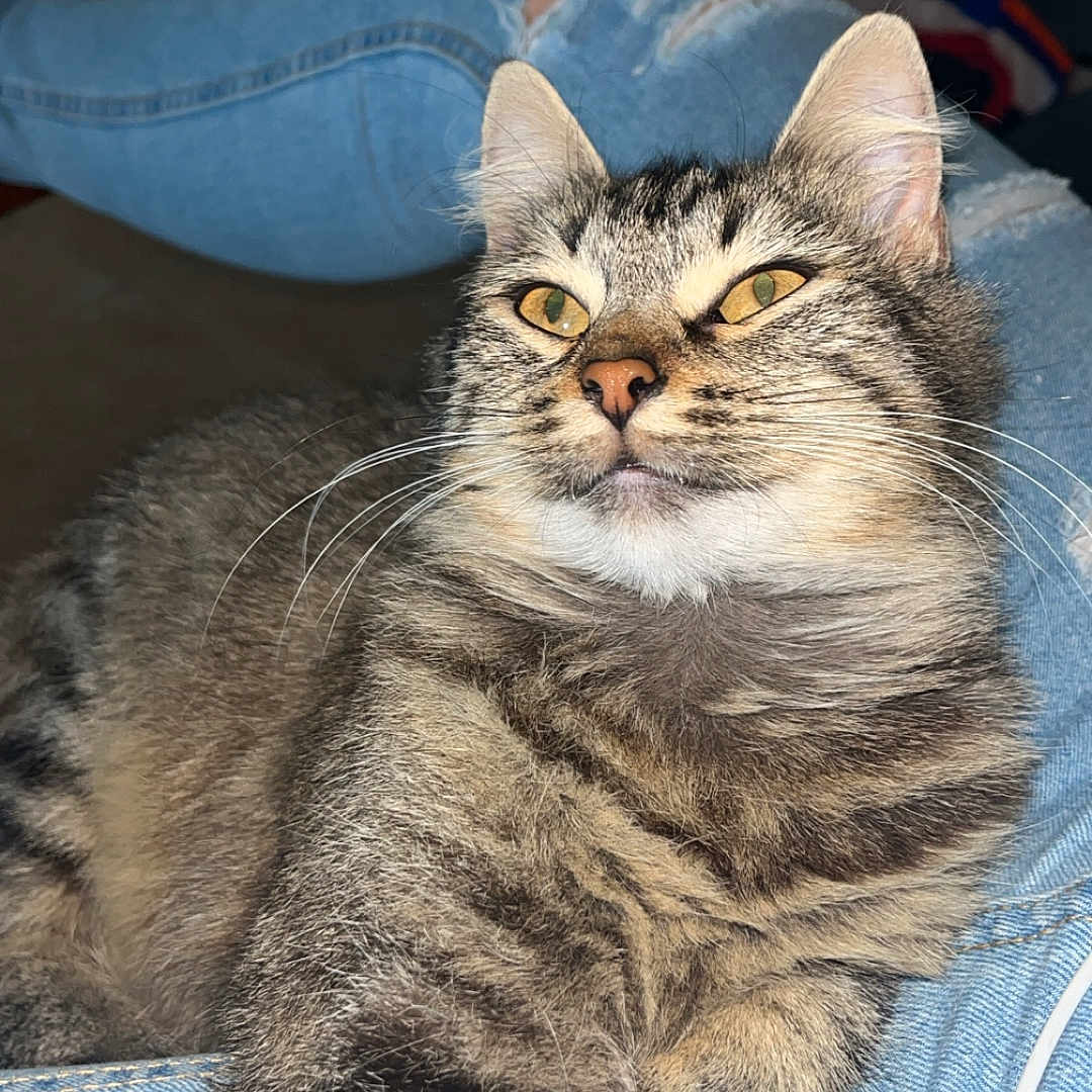 Naya