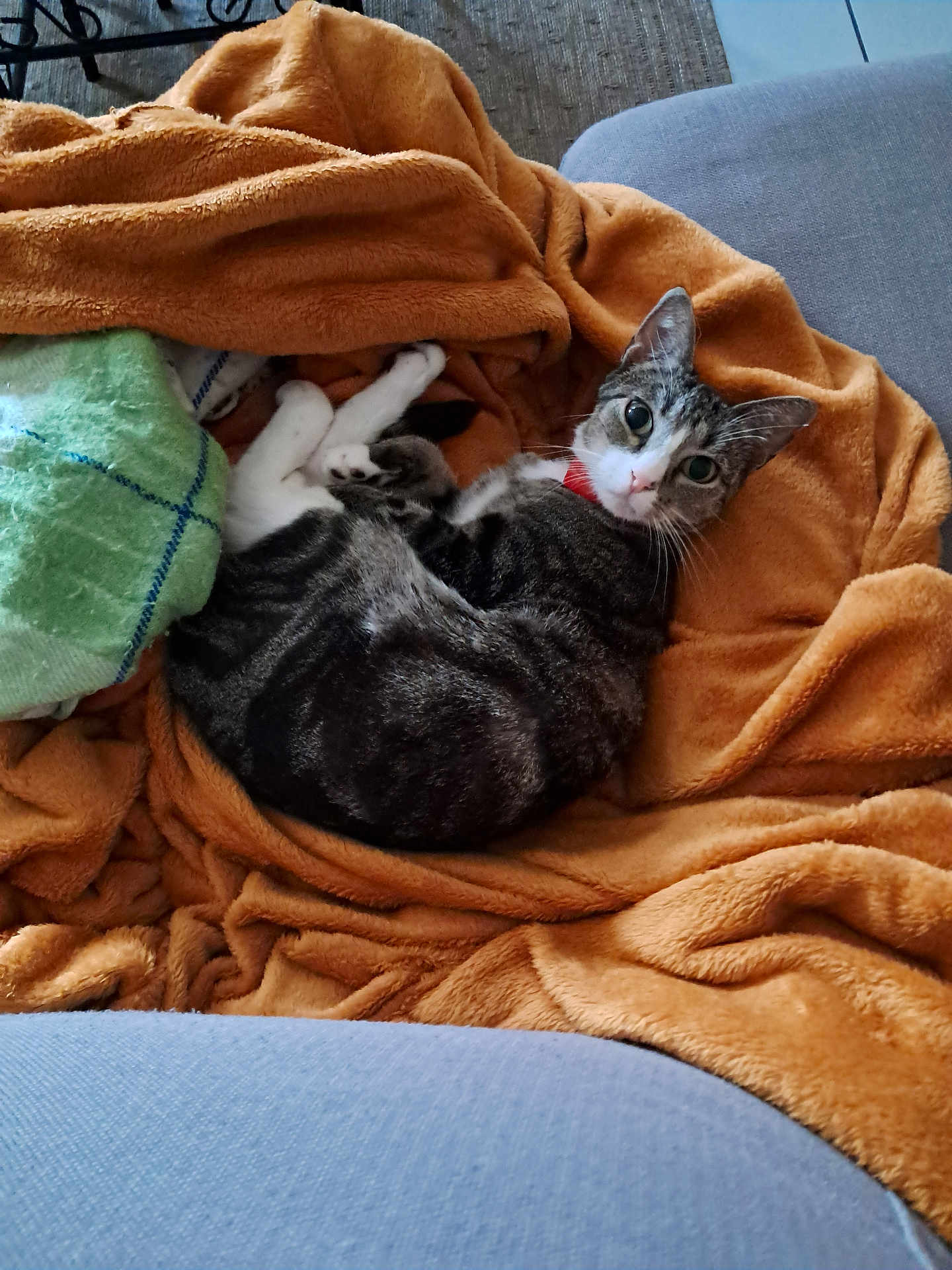 Moumoune participe au concours pour gagner de l'argent avec cette photo : cat, tabby_cat, blanket, orange_blanket, couch, green_towel, indoor, pet, feline, resting, curled_up, collar, looking_at_camera, cozy, soft_texture, fur, relaxed, home, comfort, animal