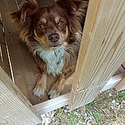 Ruben a rejoint le concours — aidez-le/la à gagner de superbes lots ! dog, brown_dog, white_fur, fluffy, ears, wooden_fence, deck, outdoor, grass, leaves, pet, animal, canine, looking_up, curious, close_up, fur, sitting, nature, daylight