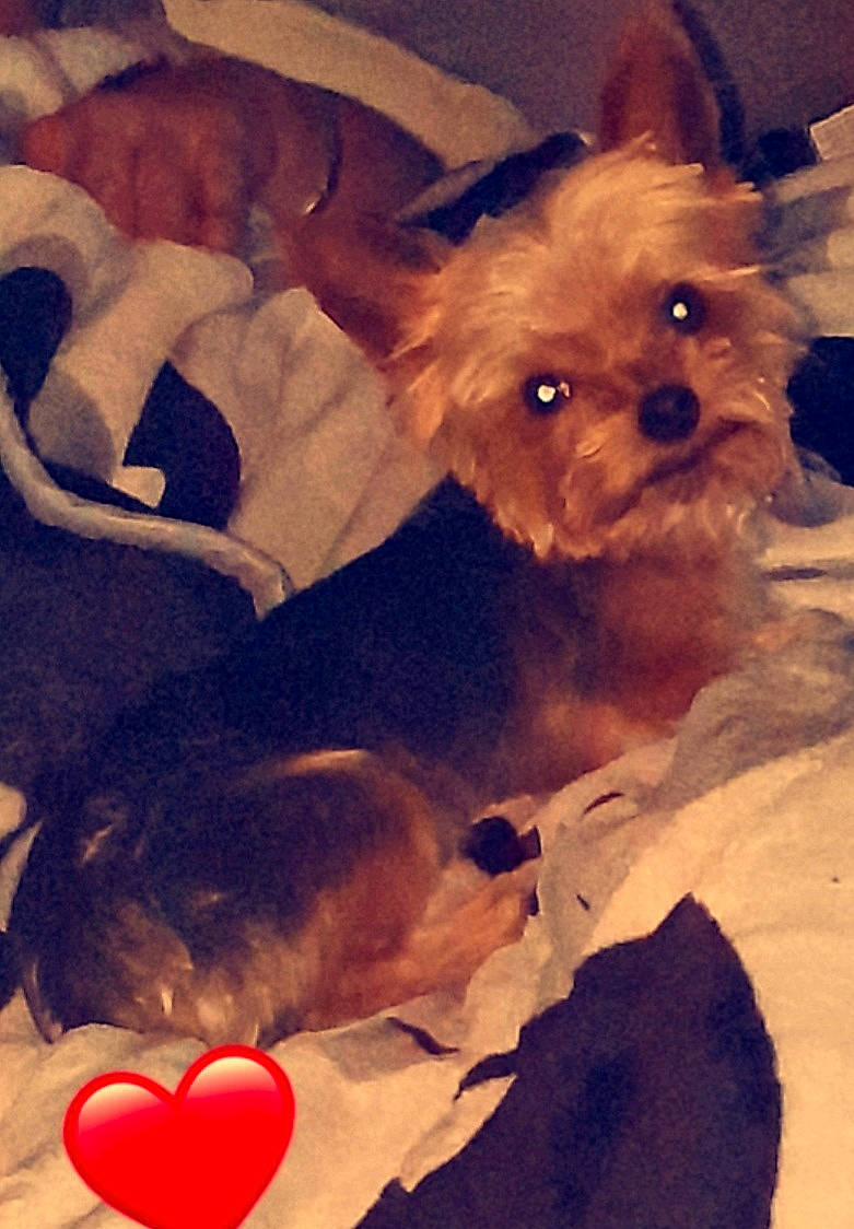 Guizmo participe au concours pour gagner de l'argent avec cette photo : carnivore, comfort, companion_dog, dog, dog_breed, dog_clothes, dog_supply, ear, fawn, fur, light, liver, mammal, organ, selfie, small_terrier, snout, toy_dog, vertebrate, working_animal